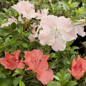 Hilda Niblett Evergreen Azalea, Rhododendron x 'Hilda Niblett'